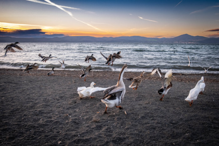 cigni del lago di Bracciano foto di Giosiana Giuliani